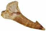 Fossil Sawfish (Onchopristis) Rostral Barb - Morocco #351716-1